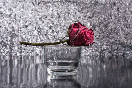 Dead Roseの写真素材