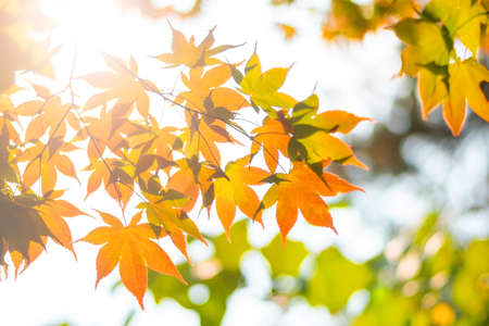 Autumn leaves, Fall season blur background, view under tree looking upward against sky with sun...