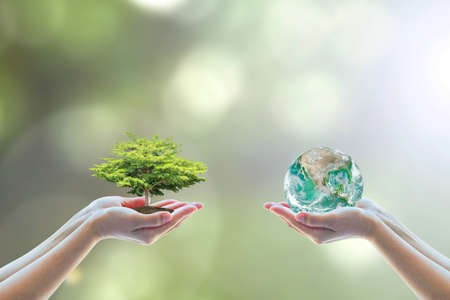 Two people human hands holding/ saving growing big tree on soil eco bio globe in clean CSR ESG natural sunlight background