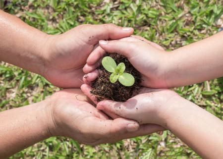 Family tree planting and world environment day concept with young child kid and parent mother's or father's hands holding and protecting small plant seedling on soil togetherの写真素材