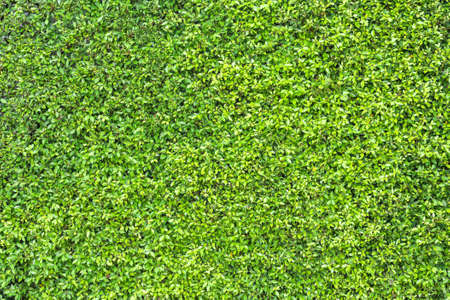 Green Leaves background or plant wall texture in natural garden for nature or environmental backdropの写真素材
