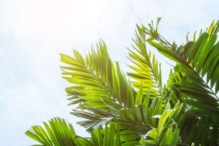 Palm Sunday background with green tropical tree leaves against natural summer season or spring sky