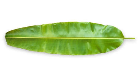 Banana leaf isolated on white background (clipping path) in for tropical natural plant tree leaves template flat lay top viewの写真素材