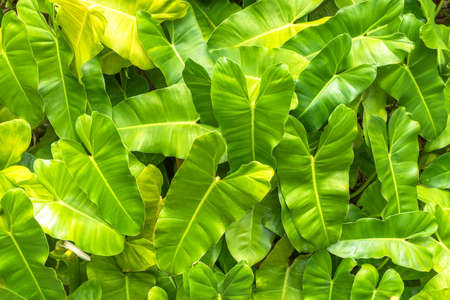 Green leaves background of tropical Philodendron Burle Marx plant leaves for summer green foliage pattern backdropの写真素材