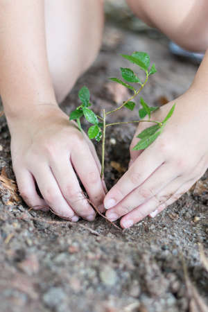 Tree planting growing on soil in girl child's hand for saving world environment, tree care, arbor day,Tu Bishvat (B'Shevat) environmental protection, ecological education concept for school studentsの写真素材