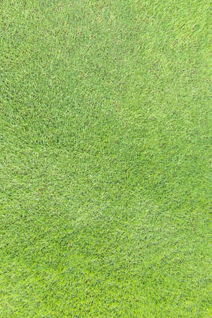Natural grass texture pattern background golf course turf lawn from top view in bright yellow green colorの写真素材