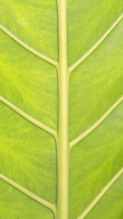 Green leaf texture background of tropical plantの写真素材