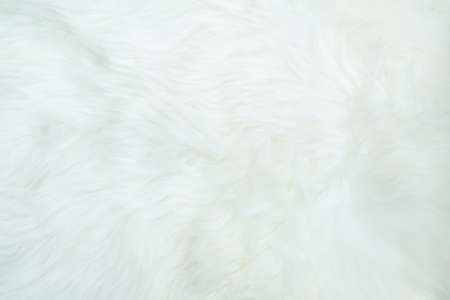 Sheepskin, lambskin white background the hide of sheep or lamb skin rug with soft hair texture on...