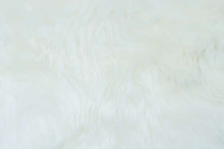 Sheepskin, lambskin white background the hide of sheep or lamb skin rug with soft hair texture on...