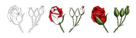 Roses hand drawing and colored to red with shadows. A blossoming rosebud flower with leaves. Vector element illustration.のイラスト素材