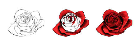 Rose hand drawing and colored to red with shadows. A blossoming rosebud. Vector element illustration.のイラスト素材