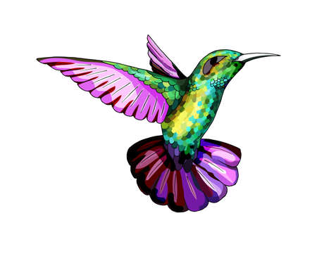 Small hummingbird. Rufous and White-necked Jacobin bird. Exotic tropical colibri animal element, icon or label. Golden and emerald feathers. Use for wedding, party. Engraved hand drawn as old sketch.のイラスト素材