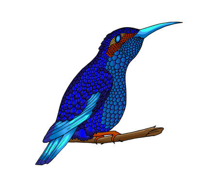 Pretty small hummingbird. Jacobin bird. Exotic tropical colibri animal element, icon or label. Sapphire and blue feathers. Use for wedding, party. Engraved hand drawn as old sketch.のイラスト素材