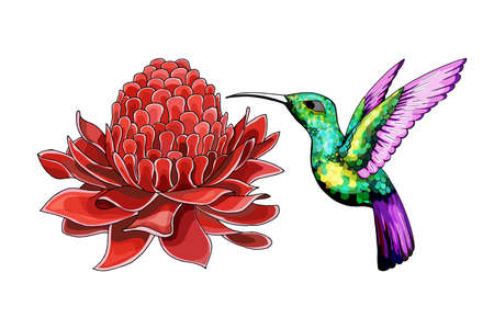 Cartoon halftone with Etlingera Elatior flower illustartion for print or design element with high details isolated on white background. Vector hand drown colored sketch.のイラスト素材