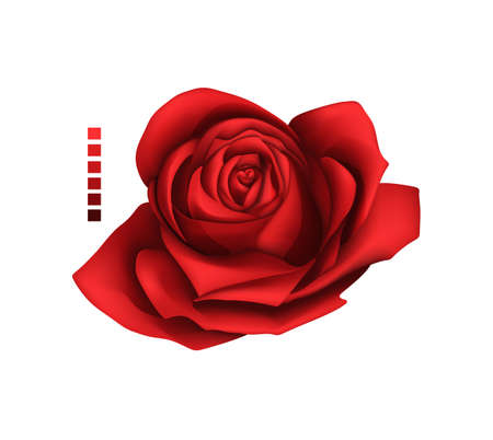 Rose hand drawing and mesh colored. A blossoming rosebud. Vector illustration.のイラスト素材