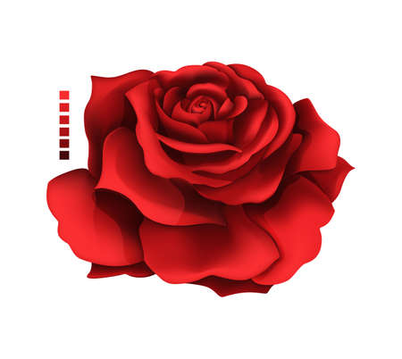 Rose hand drawing and mesh colored. A blossoming rosebud. Vector illustration.のイラスト素材