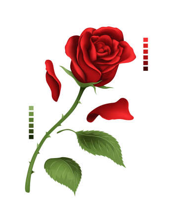Rose hand drawing and mesh colored. A blossoming rosebud. Vector illustration.のイラスト素材