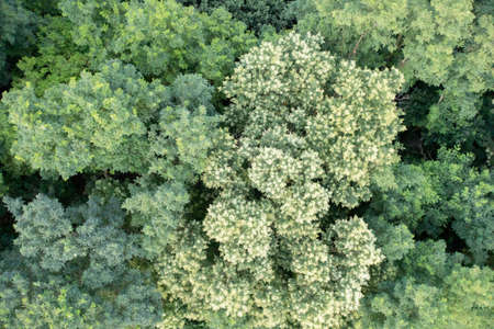 forest from above with a blooming tree