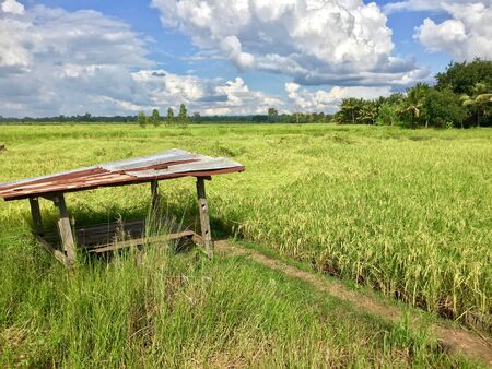 Hut in the rice field with blueskyの写真素材