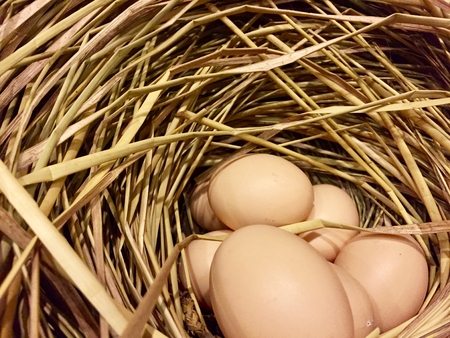 Egg on rice straw in basketの写真素材