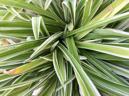 Closeup of green grass on white gravelの写真素材