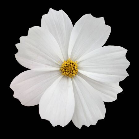 Cosmos flower on black backgroundの写真素材