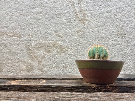 Little Cactus in pottery on wooden shelfの写真素材