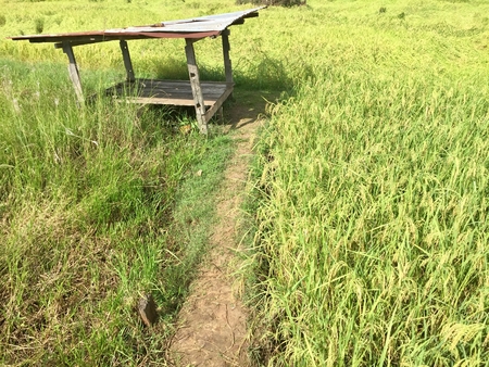 Hut in the rice field as wallpaperの写真素材