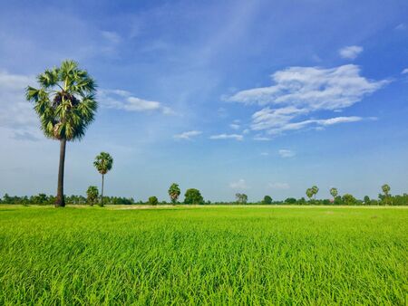 Landscape rice field with palm treeの写真素材