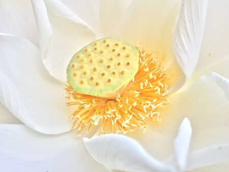 Closeup of white lotusの写真素材