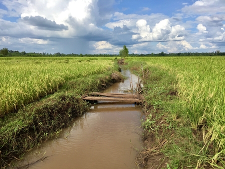 wooden bridge across canal in rice fieldの写真素材