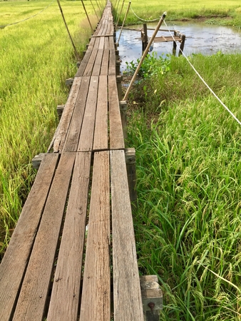 Wooden bridge near pool across rice fieldの写真素材