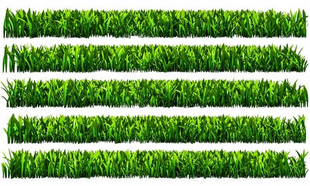 short leaf grass isolate rendered の写真素材