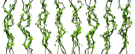 Green jungle vines isolated render on white backgroundの写真素材
