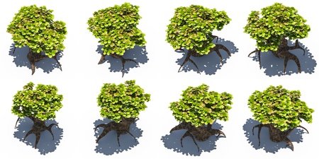 Stylized tree high angle view on white background rendered の写真素材