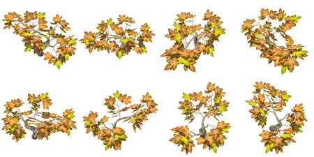 Stylized maple tree high angle view on white background rendered の写真素材