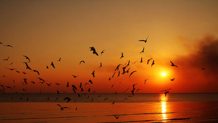 silhouette birds fly while sunsetの写真素材