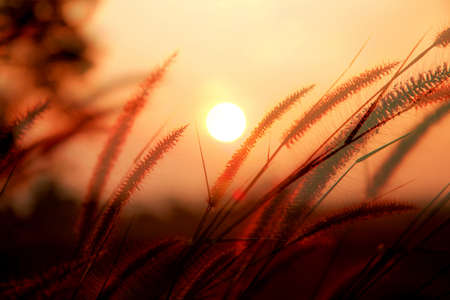 sunset and grassの写真素材