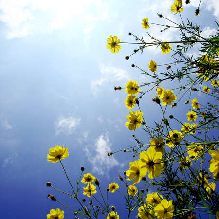 Flower with Blue skyの写真素材