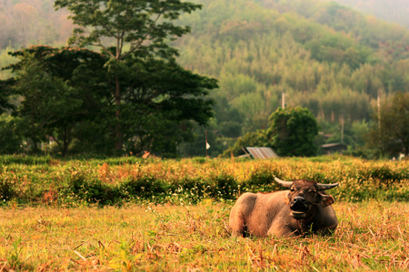 Thai Smile Buffaloの写真素材