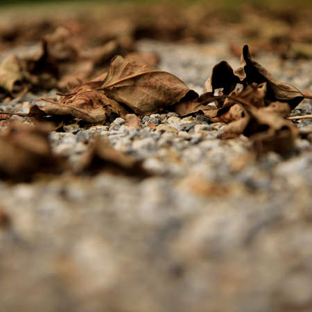 Leaf on the groundの写真素材