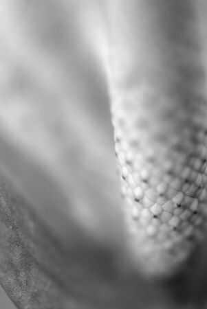 Flamingo Flower