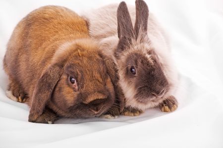 rabbitsの写真素材