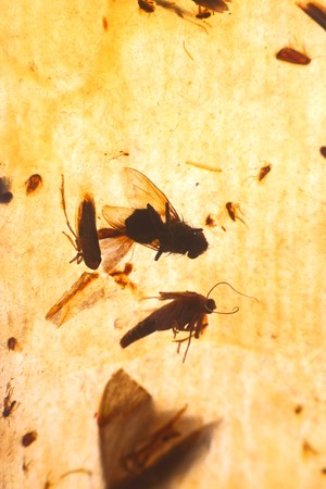 flypaperの写真素材