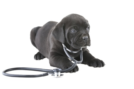 doggy with a stethoscope on his neck, isolated on whiteの写真素材