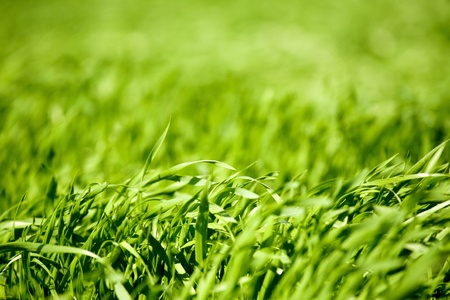 close up of fresh spring grass 