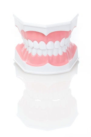 Dental Model of Teeth  on isolated background