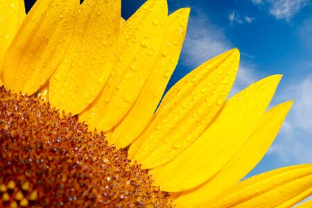 Sunflower on a background of the cloudy blue sky の写真素材