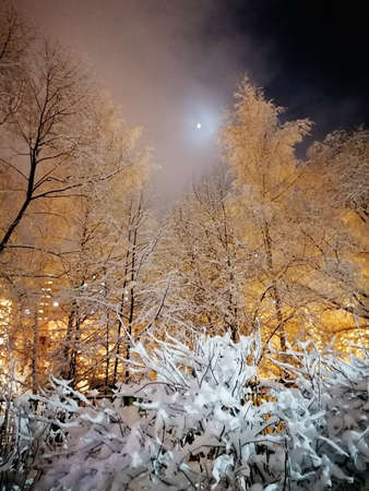 winter night landscape, branches covered with snow