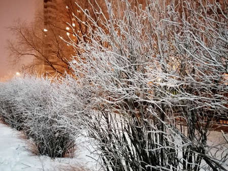 winter night landscape, branches covered with snowの写真素材